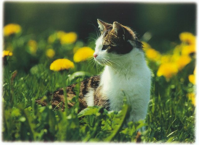 Gatti (378)